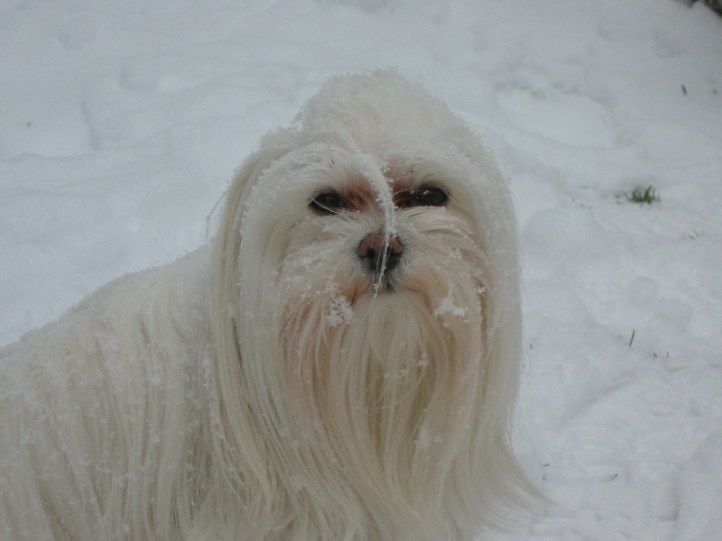 chloe-the-maltese-dog.jpg